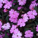 Impatiens hawkeri New Guinea Hybrid 'Sunpatiens Lavender'